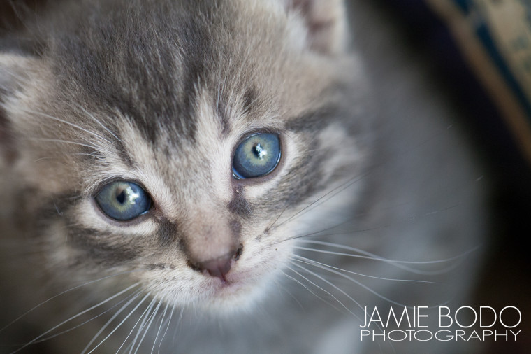 4 week old kittens Jamie Bodo Photo
