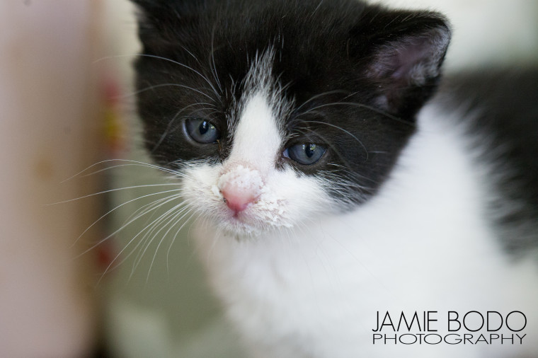 4 week old kittens Jamie Bodo Photo