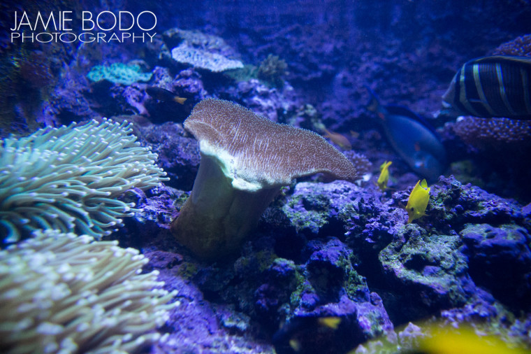 Reef at Atlantic City Aquarium Jamie Bodo Photo