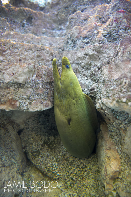 eel at Atlantic City Aquarium Jamie Bodo Photo