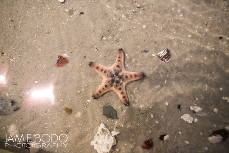 Starfish at Atlantic City Aquarium Jamie Bodo Photo