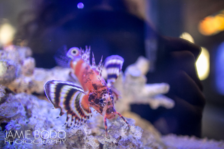 Atlantic City Aquarium Jamie Bodo Photo