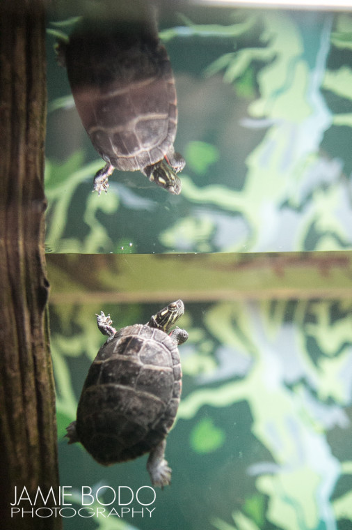 turtle at Atlantic City Aquarium Jamie Bodo Photo