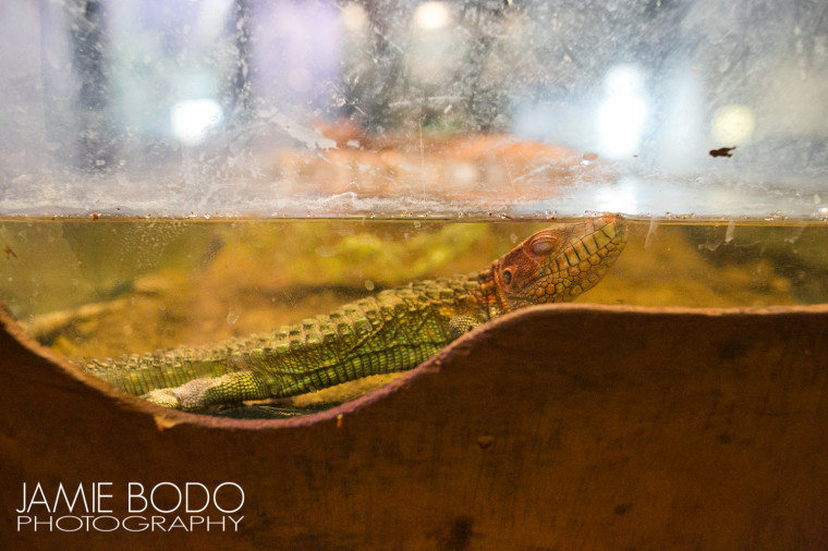 Lizard at Atlantic City Aquarium Jamie Bodo Photo