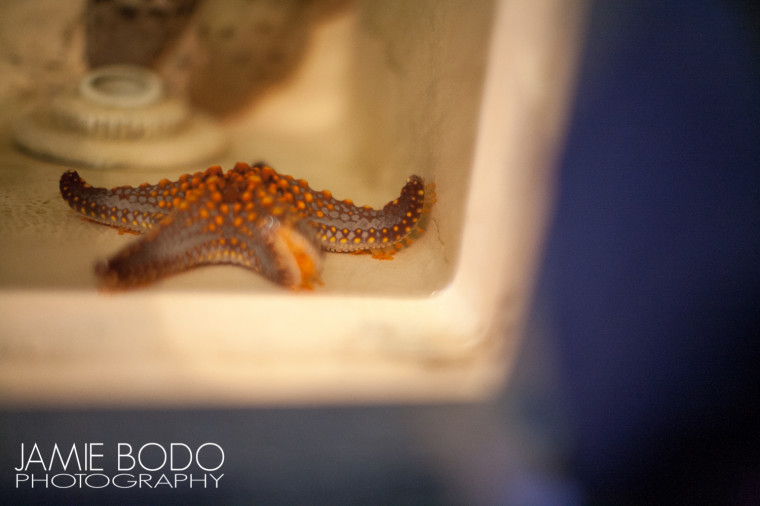 Starfish at Atlantic City Aquarium Jamie Bodo Photo