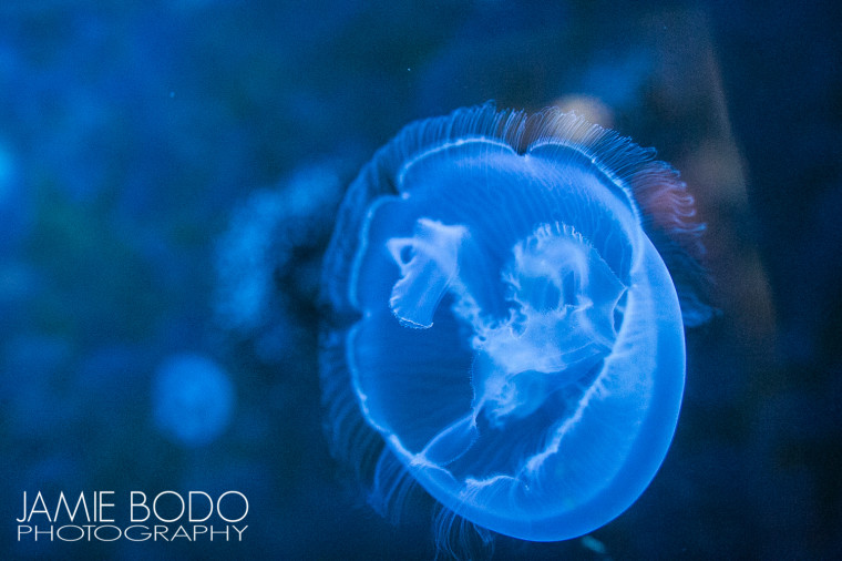Jellyfish at Atlantic City Aquarium Jamie Bodo Photo